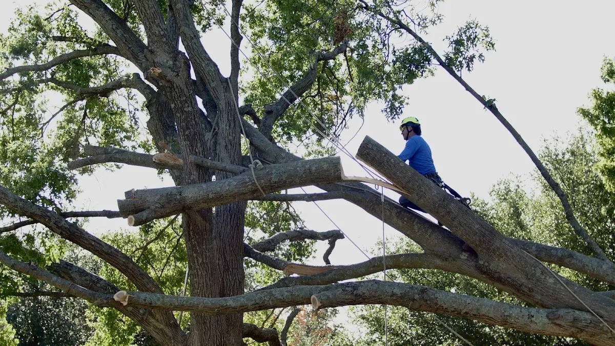 Professional Hazardous Tree Removal performed by certified arborists in Woodland Park
