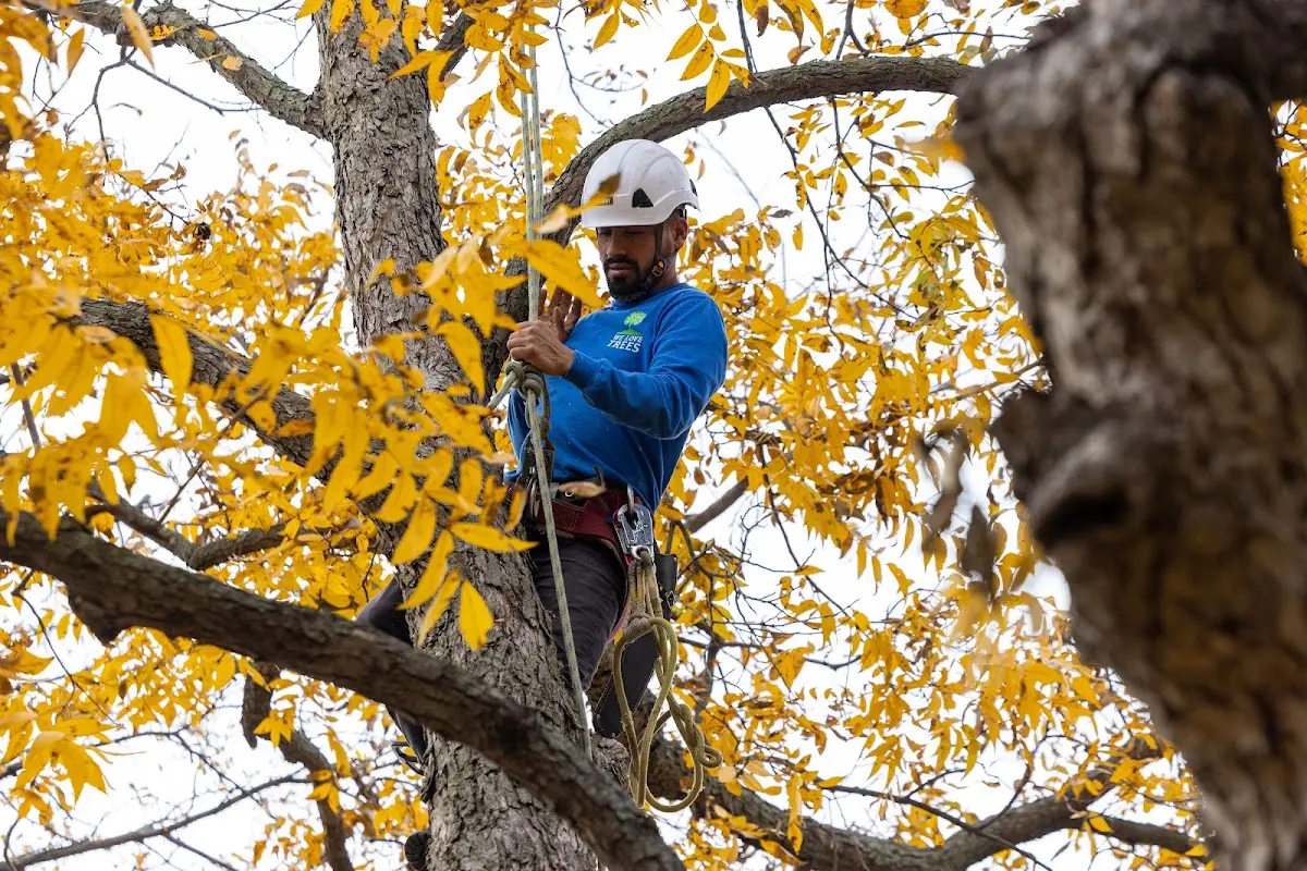 Skilled Storm Damage Cleanup crew working in Woodland Park