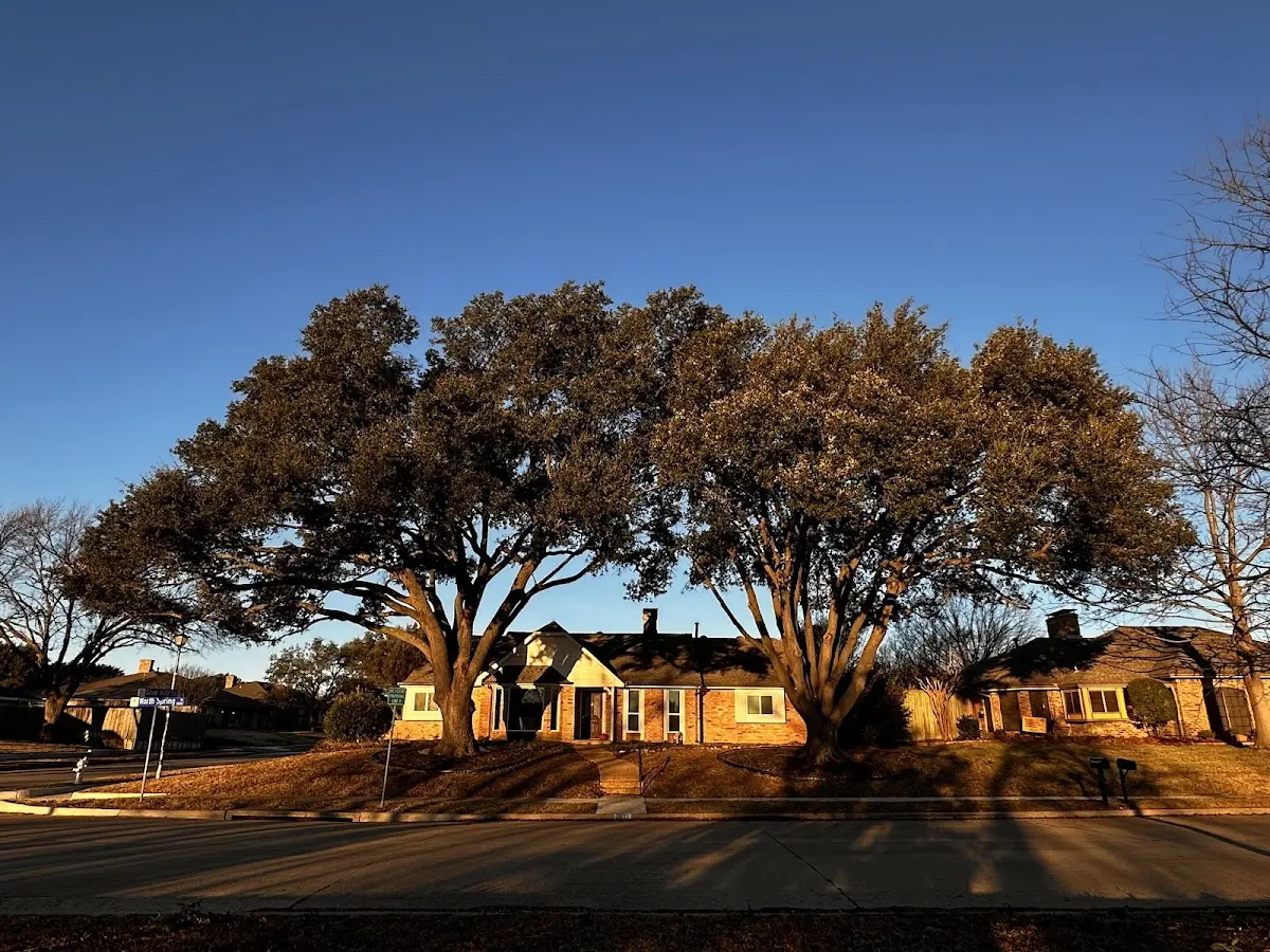 Established residential canopy tree shading a home in Woodland Park